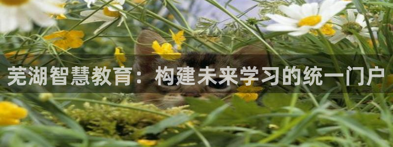 新宝堂新会陈皮5年