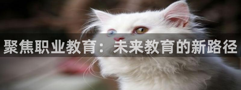 新宝5app手机下载