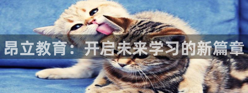 新宝5秒开