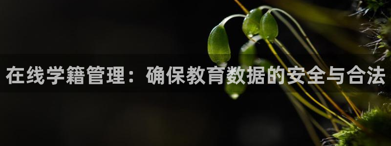 新宝5主管
